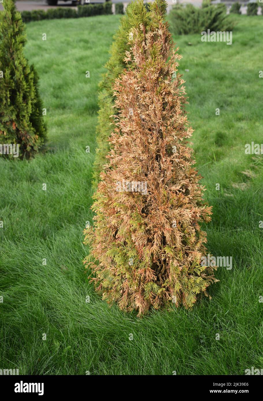 Arborvitae, thuja care, and disease treatment. Evergreen arborvitae, thuja tree is turning brown, dying. Stock Photo