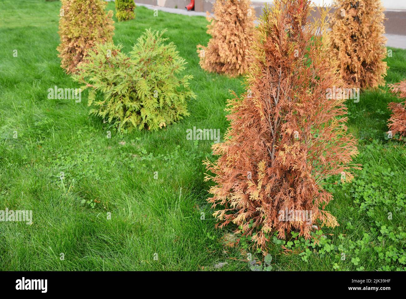 Brown, dead arborvitae trees, thuja on a green lawn. A newly planted arborvitae is dying. Arborvitae, thuja care, problems and diseases. Stock Photo