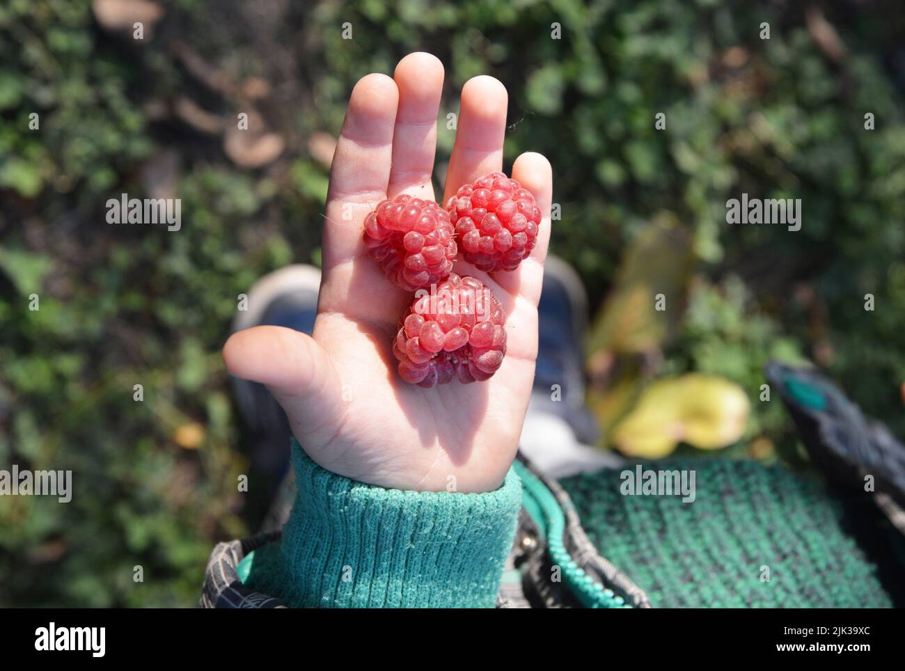 Raspberry for kids. Healthy eating raspberry kid recipes. A child is picking raspberries in the