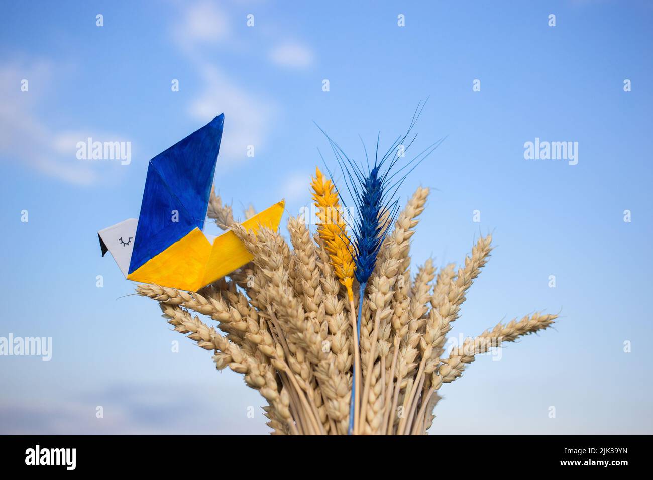 paper dove of peace, whose wings are painted in yellow-blue colors of Ukrainian flag, sits on bouquet of dry ripe spikelets of wheat against sky. Supp Stock Photo