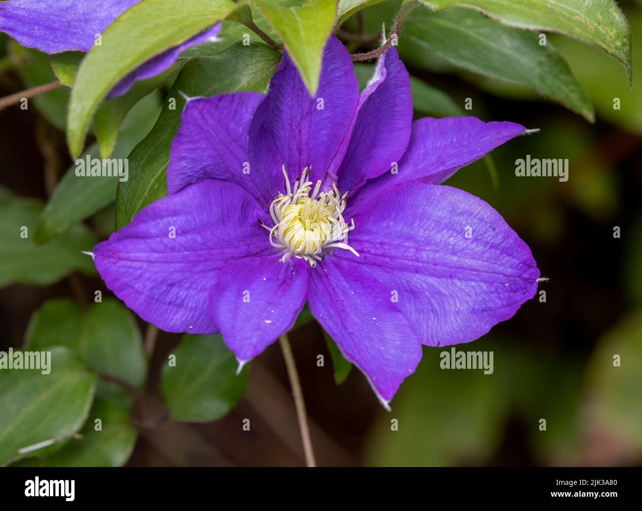 A close up of a beautiful, deep purple coloured Clematis flower Stock Photo