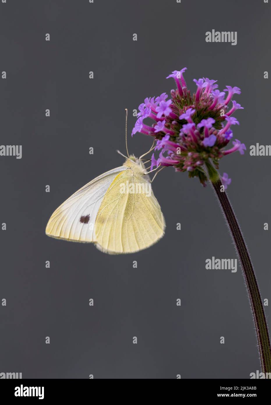 A close up of a female Small White butterfly, (Pieris rapae), feeding from a Verbena flower Stock Photo