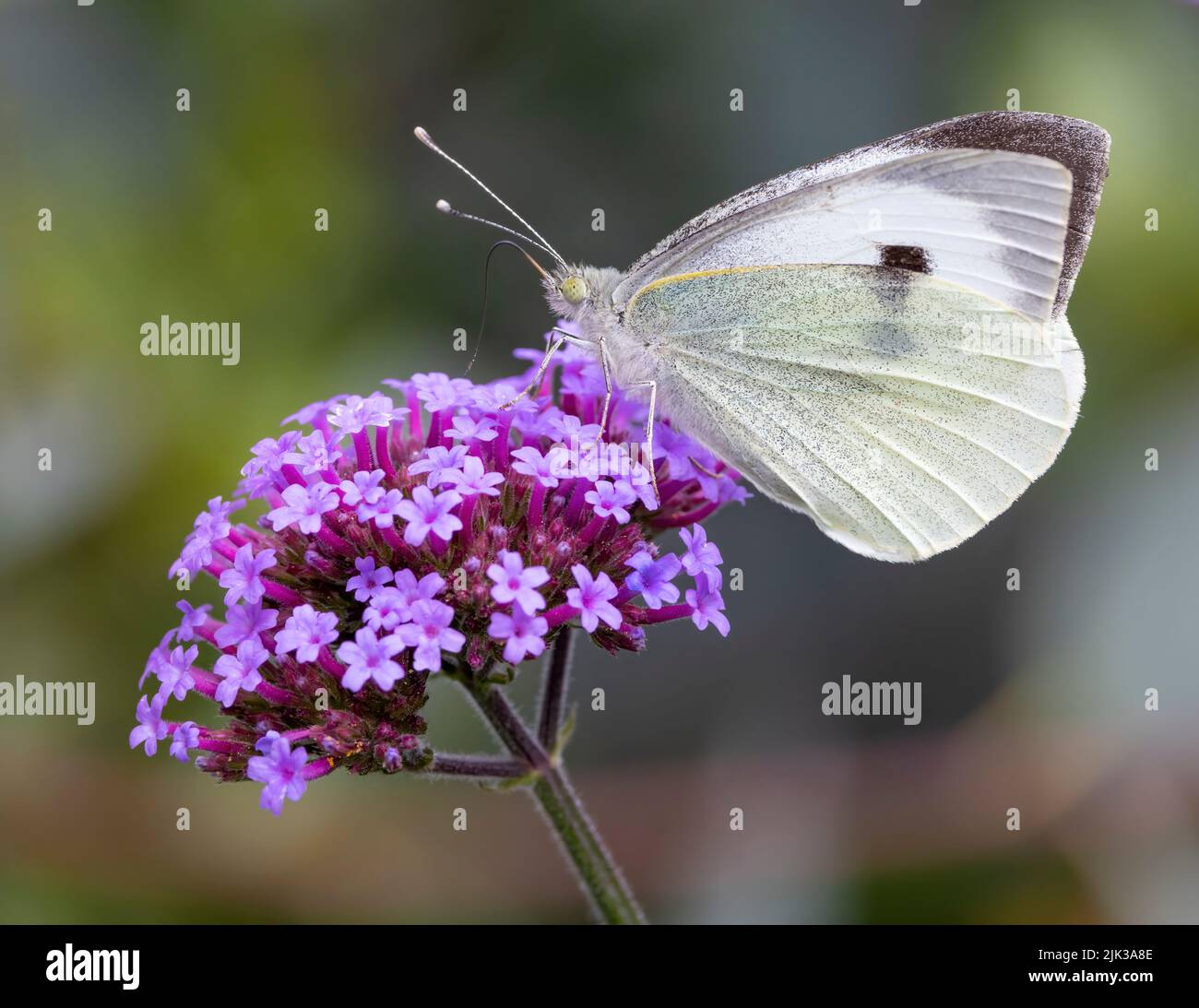 A female Large White butterfly, (Pieris brassicae), feeding from a Verbena flower Stock Photo