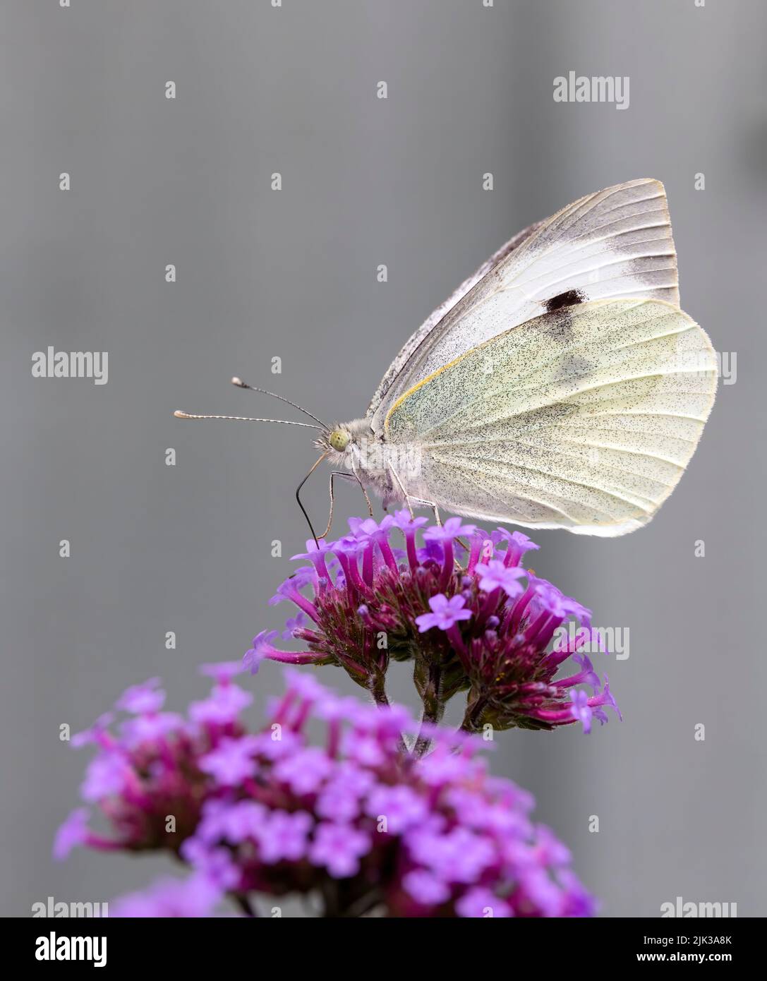 A female Large White butterfly, (Pieris brassicae), feeding from a Verbena flower Stock Photo