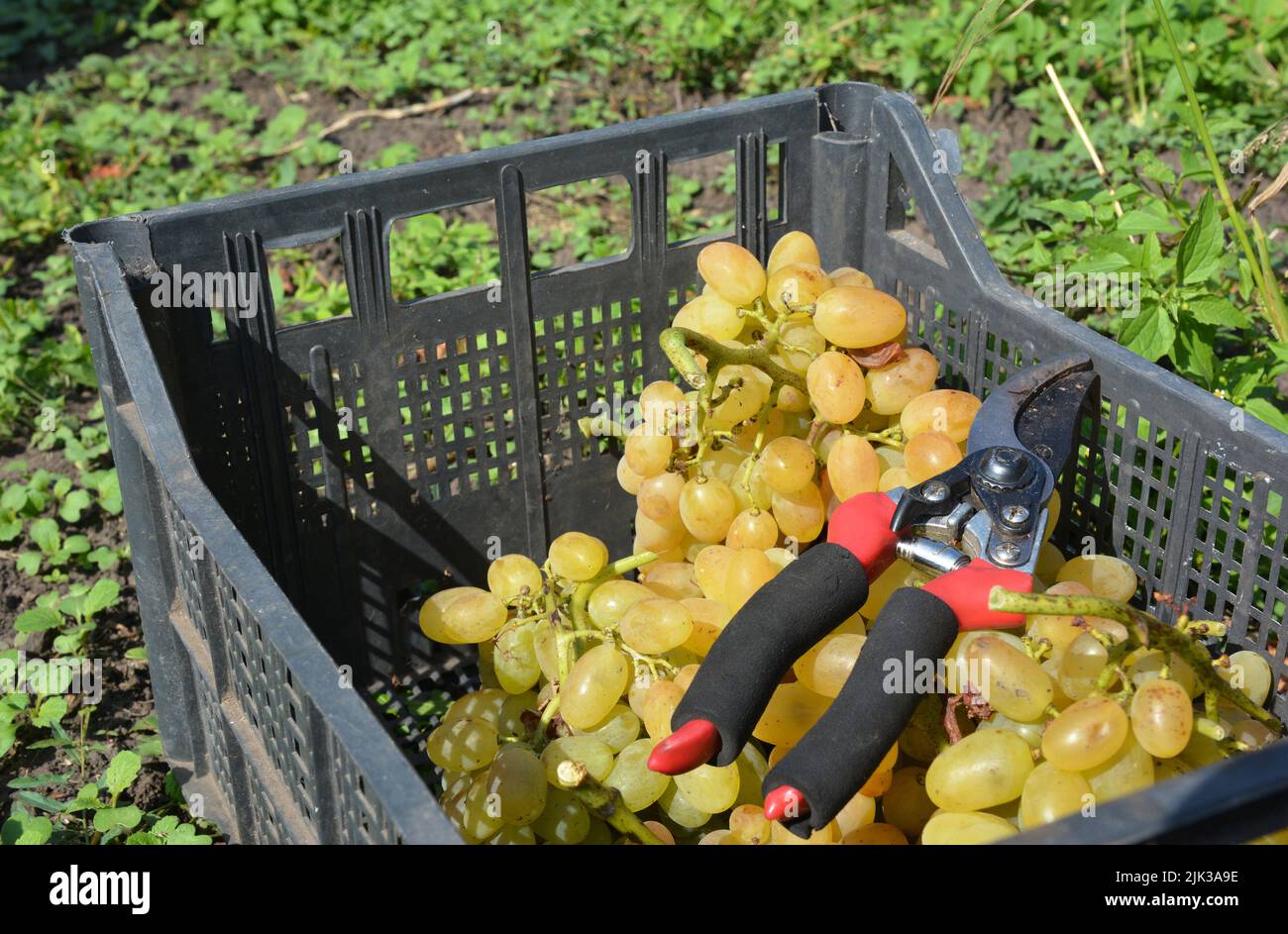 Small wine grapes harvest because of frost damage. Grape harvest losses
