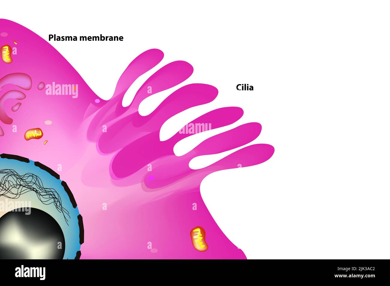 cilia anatomy in the cell Stock Photo - Alamy