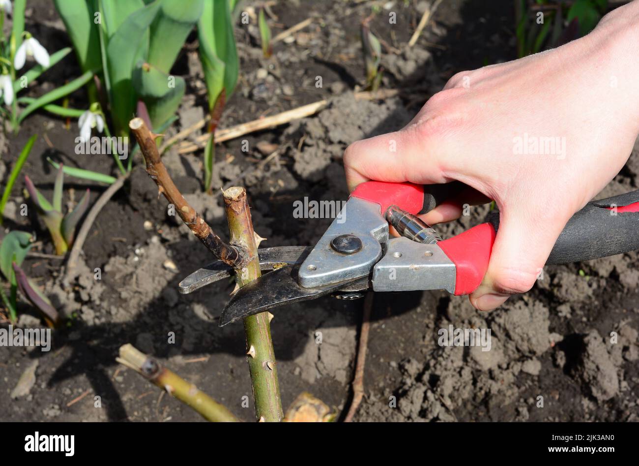 A gardener is pruning roses by cutting off dead, diseased, and frost