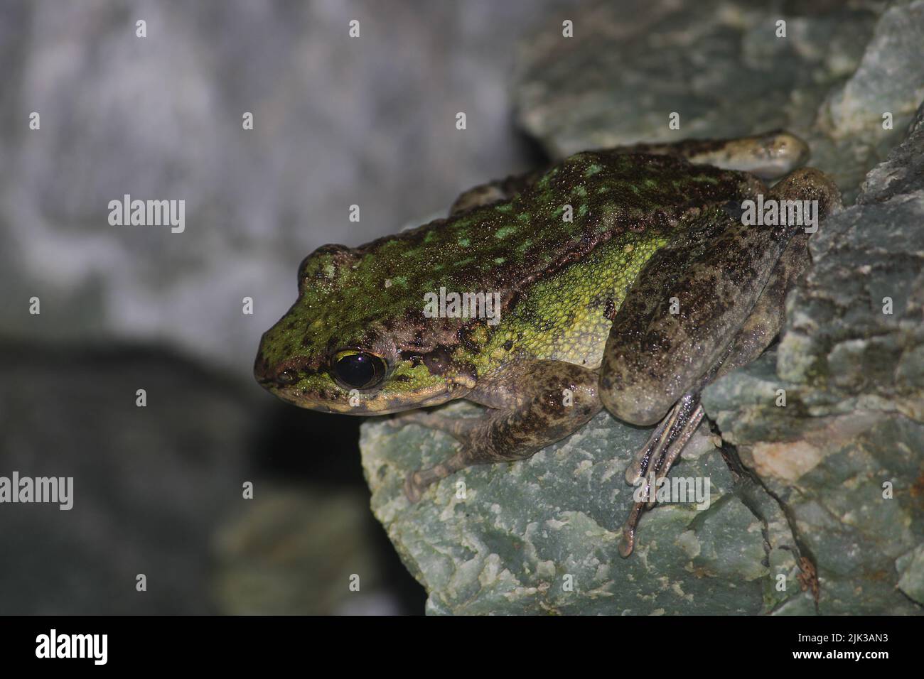 A large and stocky individual of Cascade frog (Amolops sp). Stock Photo