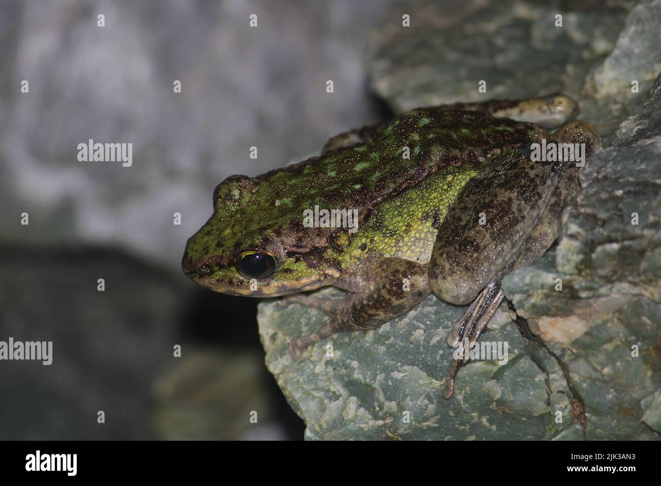 Large tree frog nest hi-res stock photography and images - Alamy