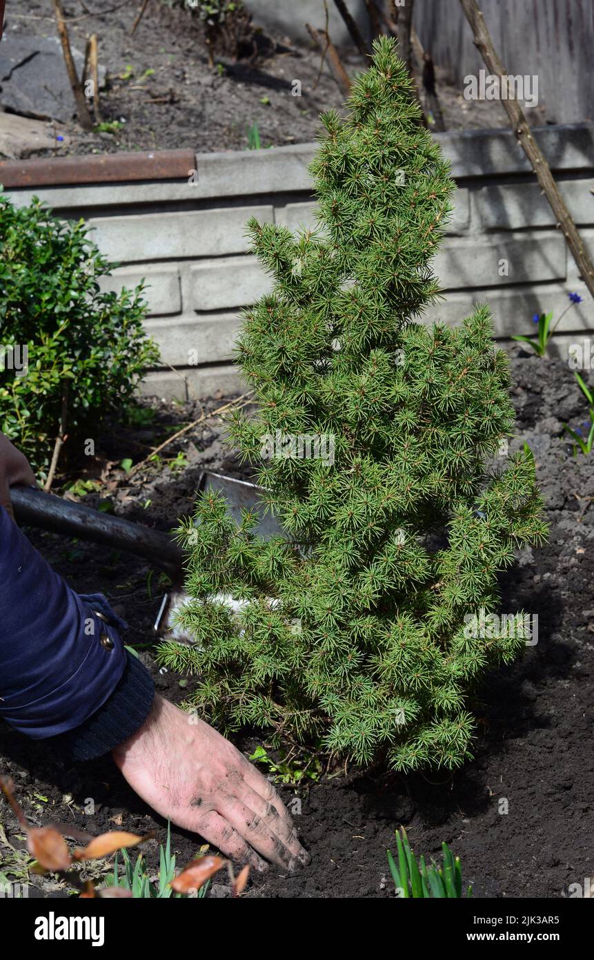 How to grow and care for the dwarf Alberta spruce, Picea glauca Conica. Transplanting an evergreen dwarf Alberta spruce, Picea glauca Conica from pot Stock Photo