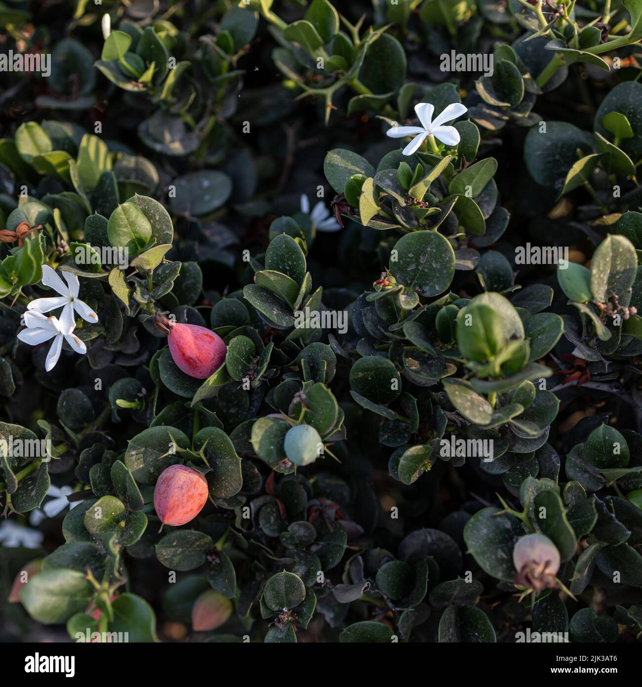 Natal plum, or Carissa macrocarpa white flowers and green fruits. Square frame Stock Photo