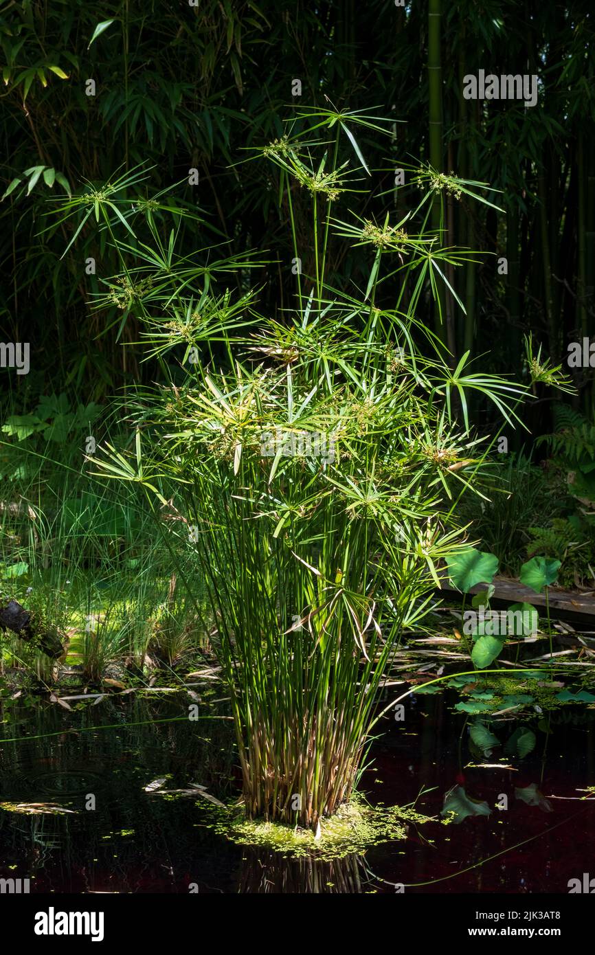Aquatic Umbrella Plant, Cyperus alternifolius, growing in a pool of water. Photographed in
