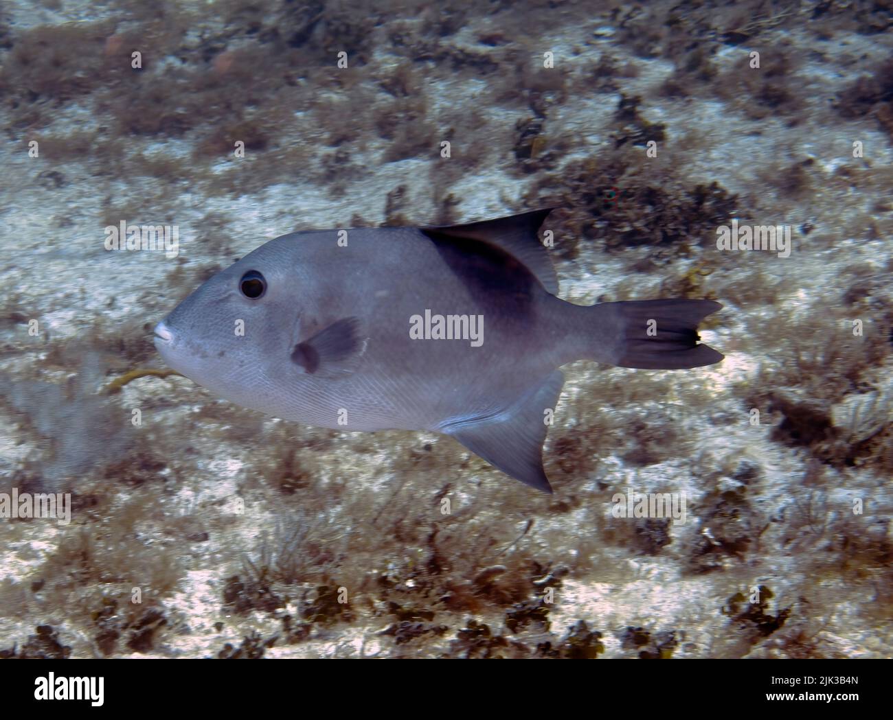Ocean triggerfish hi-res stock photography and images - Alamy