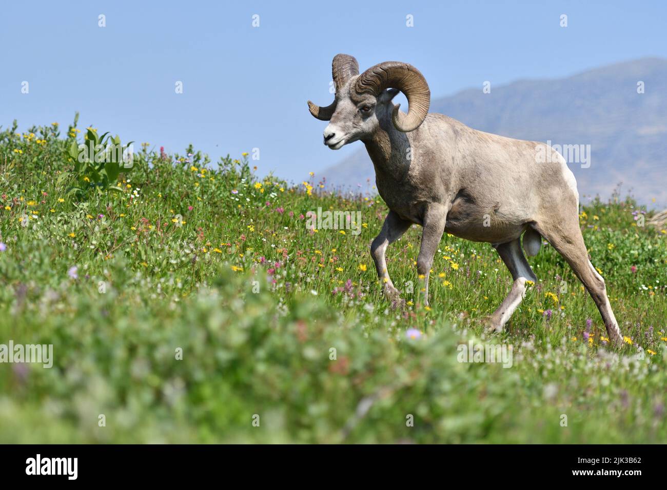 Mouflon Goat at Glacier National Park USA Stock Photo - Alamy