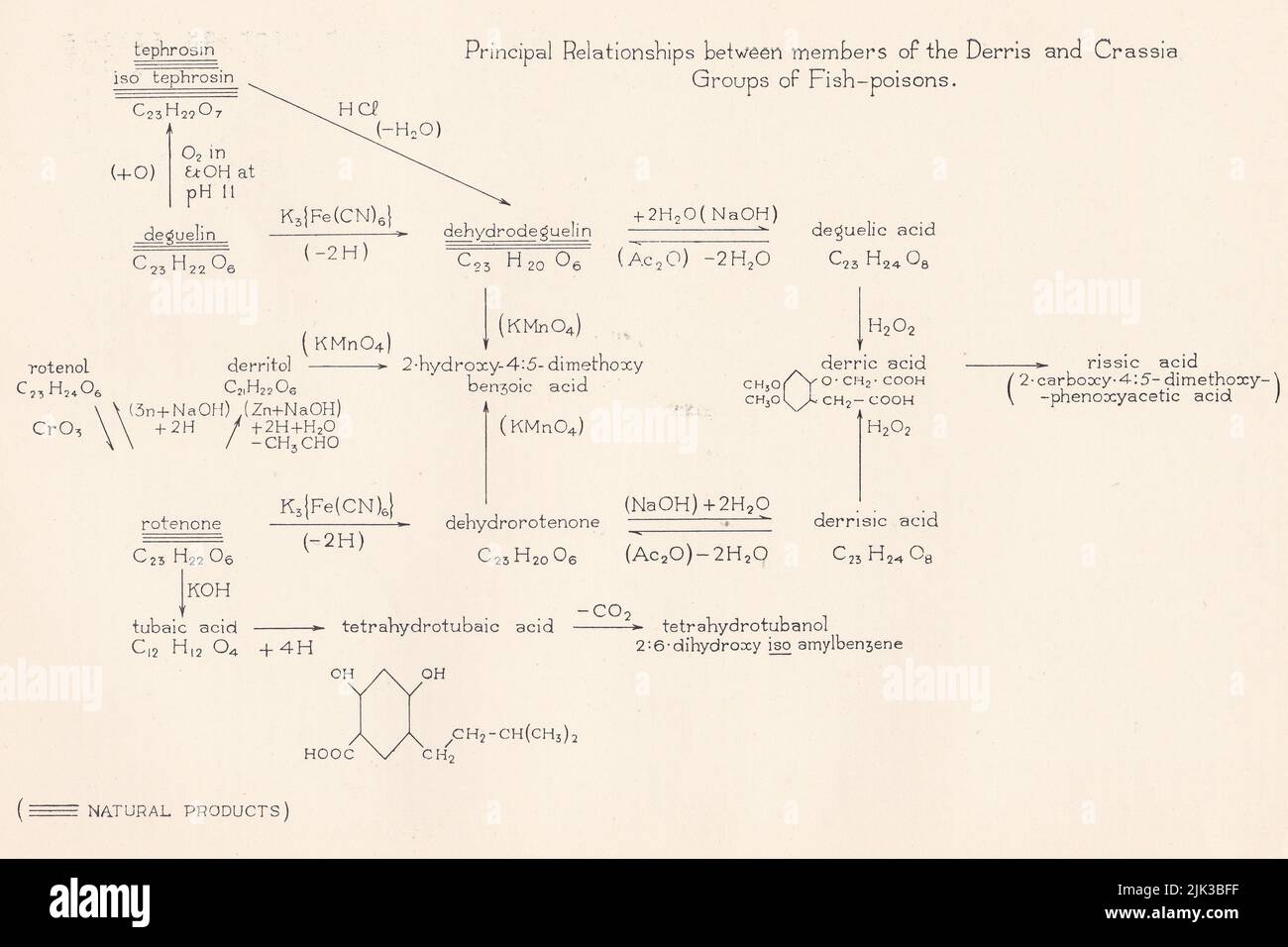 Vintage chart showing the principal relationships between members of the Derris and Crassia group of fish-poisons. Stock Photo