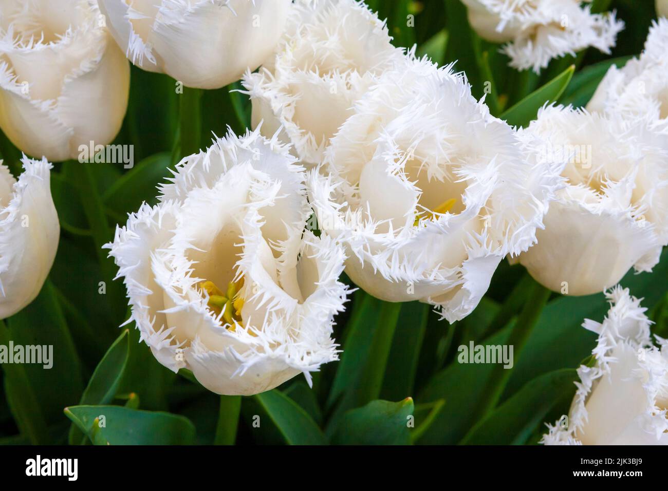 Tulipa 'Honeymoon' with fringed petals: Cottage Garden, RHS Rosemoor, Stock Photo