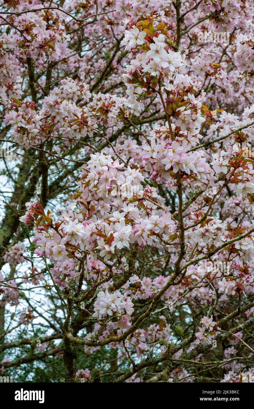Cherry blossom of Prunus serrulata var. hupehensis (Chinese hill cherry) in RHS Rosemoor, Devon, UK Stock Photo
