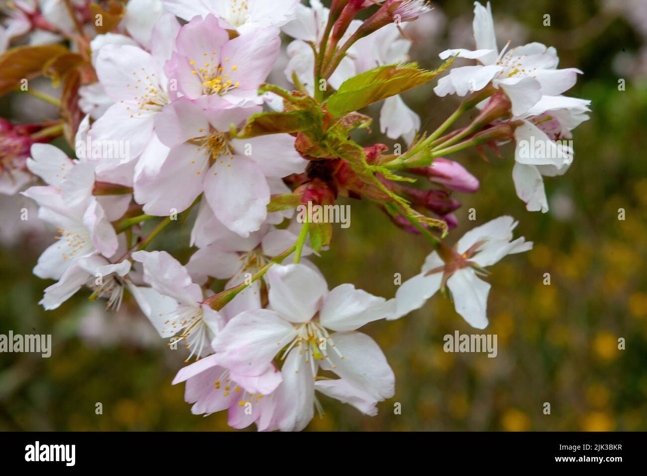 Close-up of cherry blossom of Prunus serrulata var. hupehensis (Chinese hill cherry) in RHS Rosemoor, Devon, UK Stock Photo