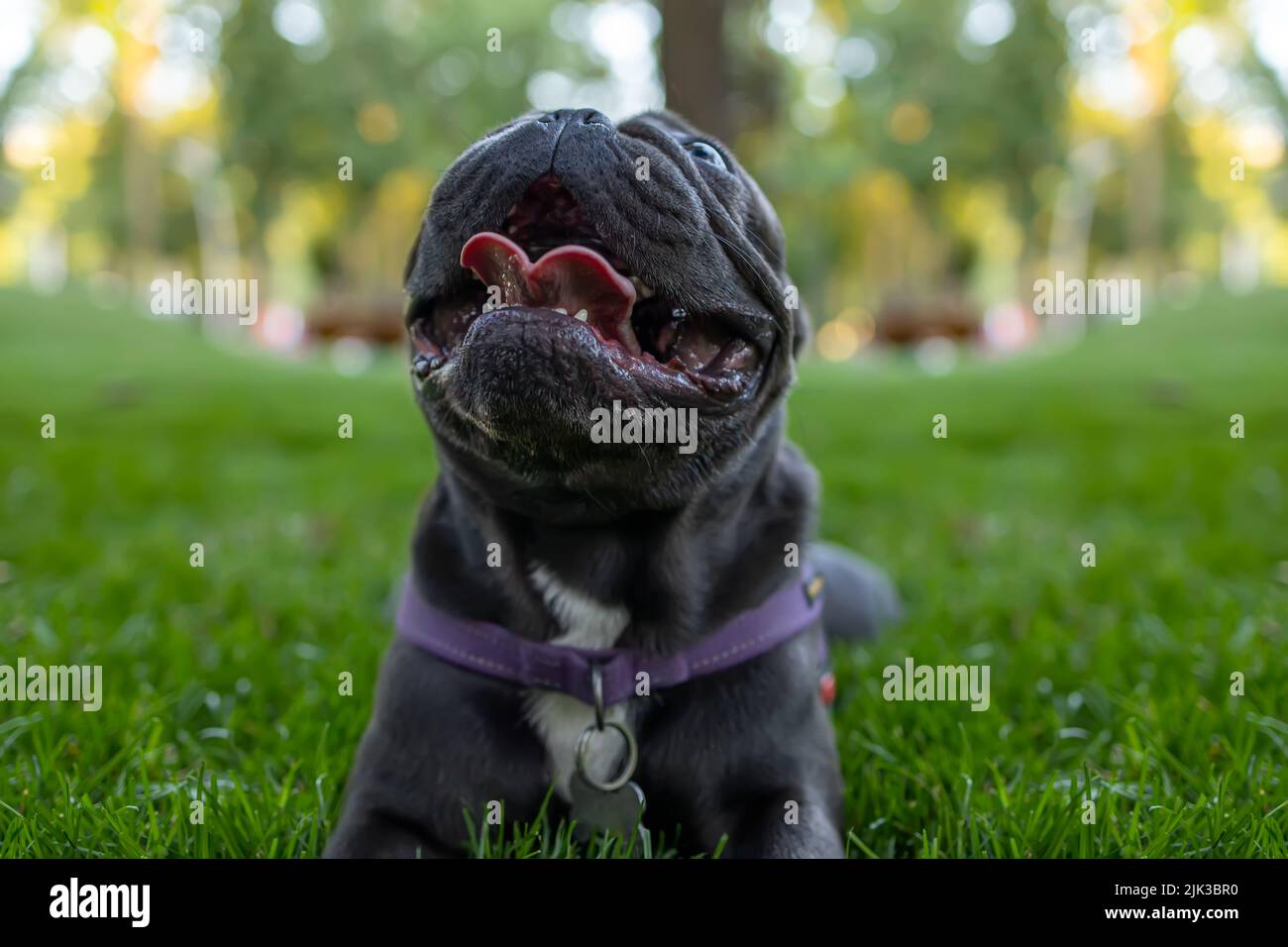 french bulldog who opened his mouth and stuck out his tongue and panting after a walk in the