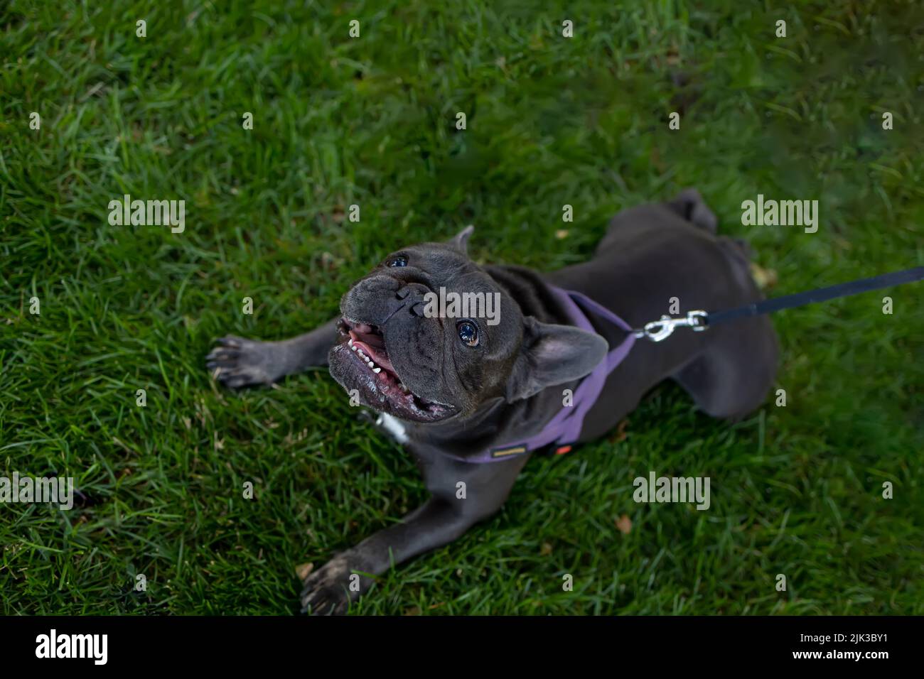 the dog obeyed the command to lie down after asking for food from the owner Stock Photo Alamy