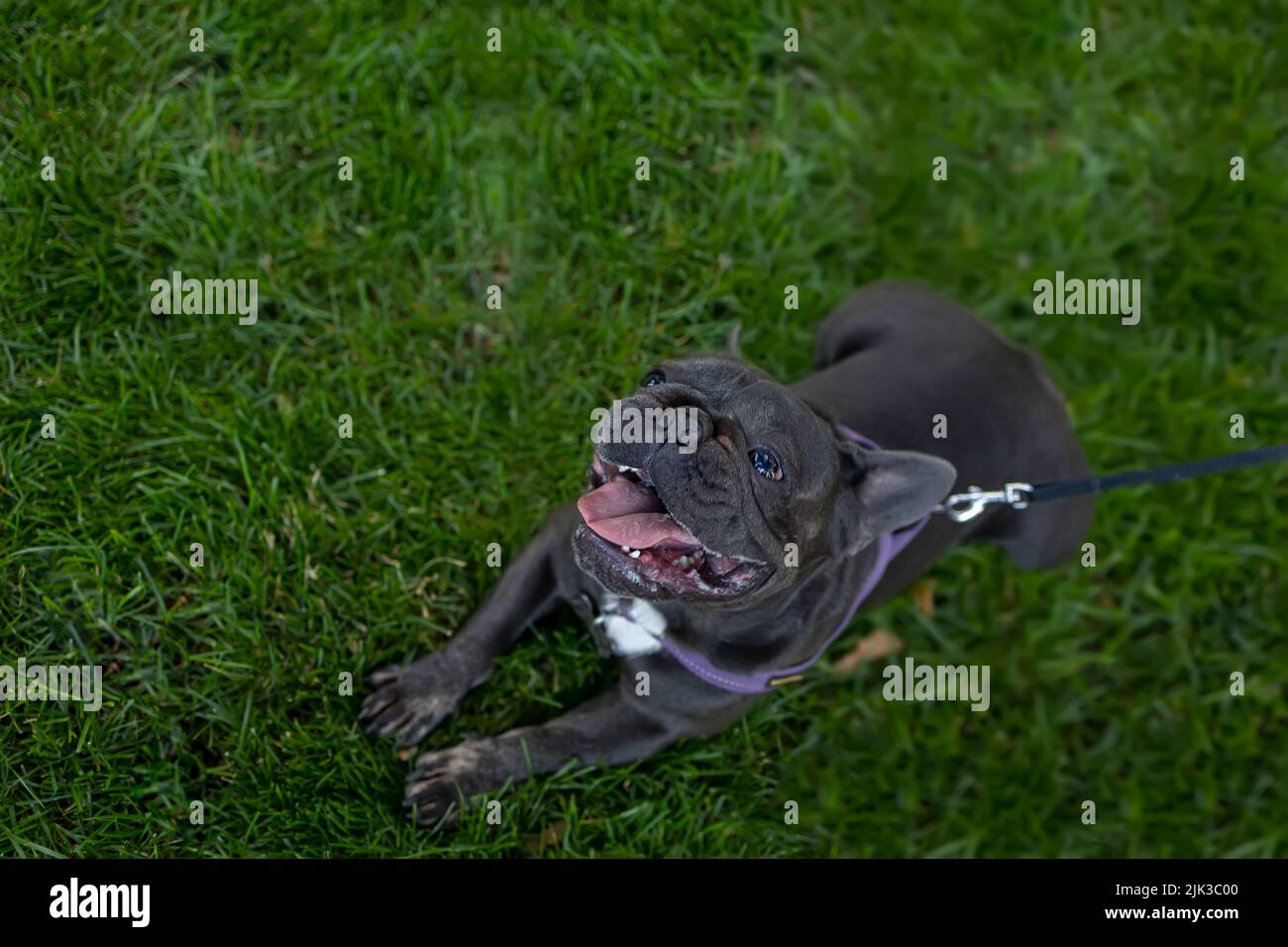 the dog obeyed the command to lie down after asking for food from the owner Stock Photo Alamy