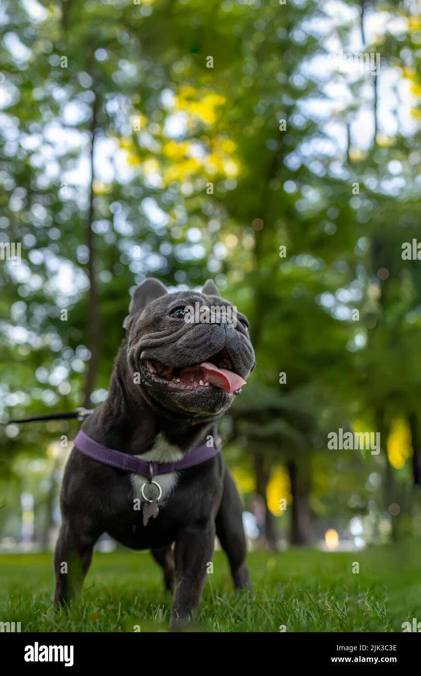 How Do You Train A Dog In French