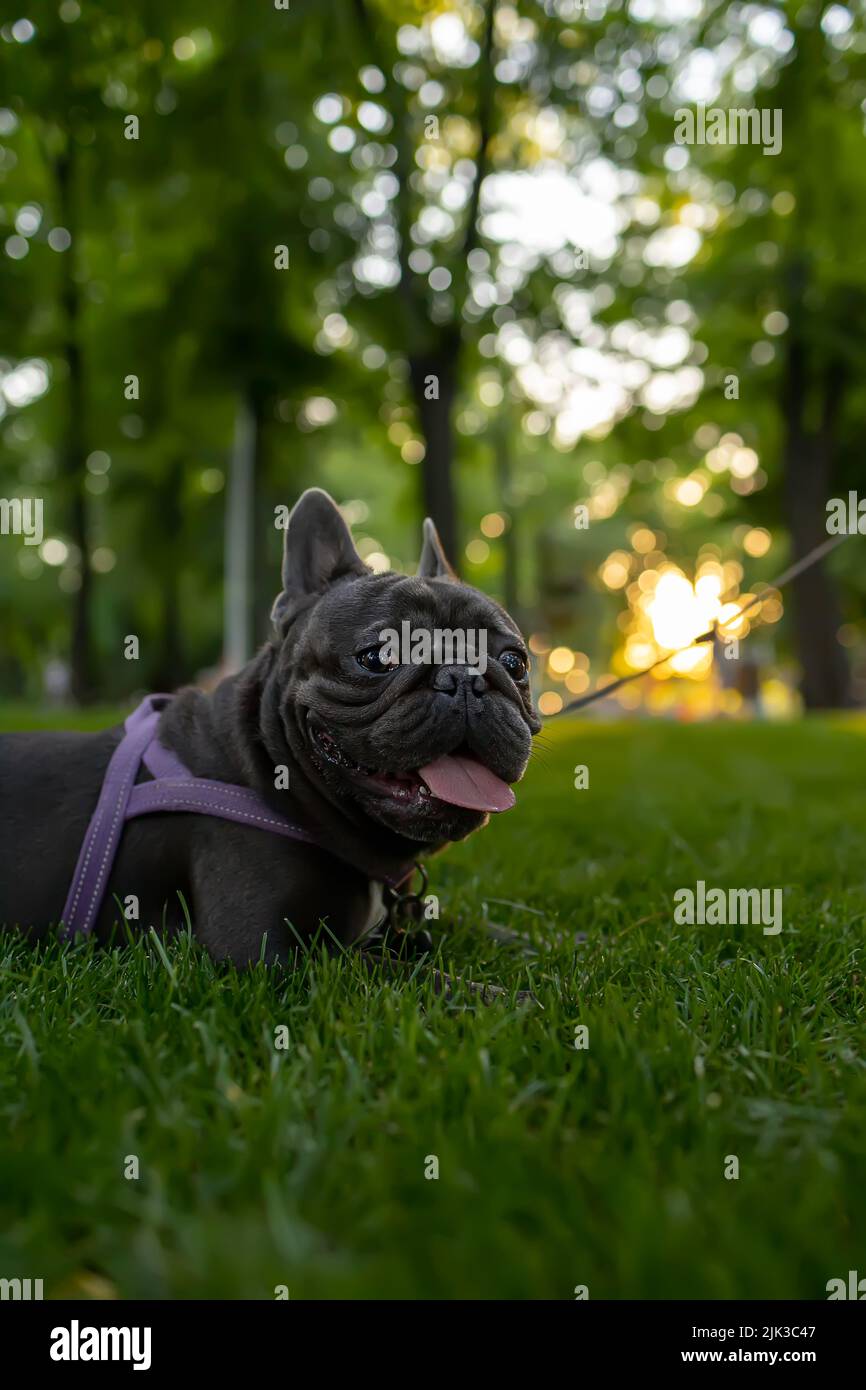 funny black french bulldog dog breed lay down in the park on the lawn