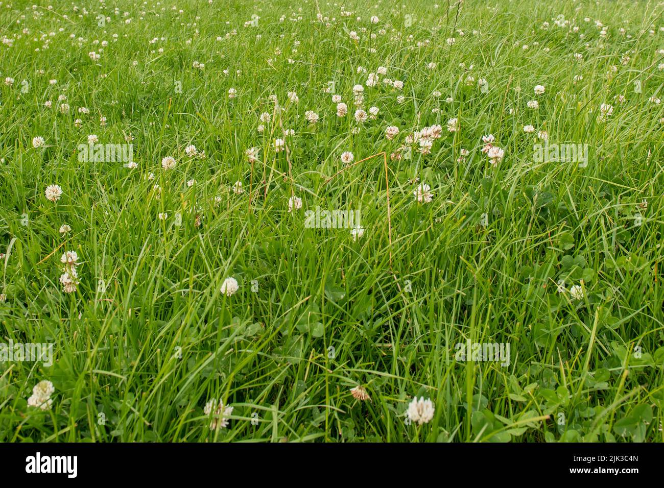 Field of clover. Stock Photo