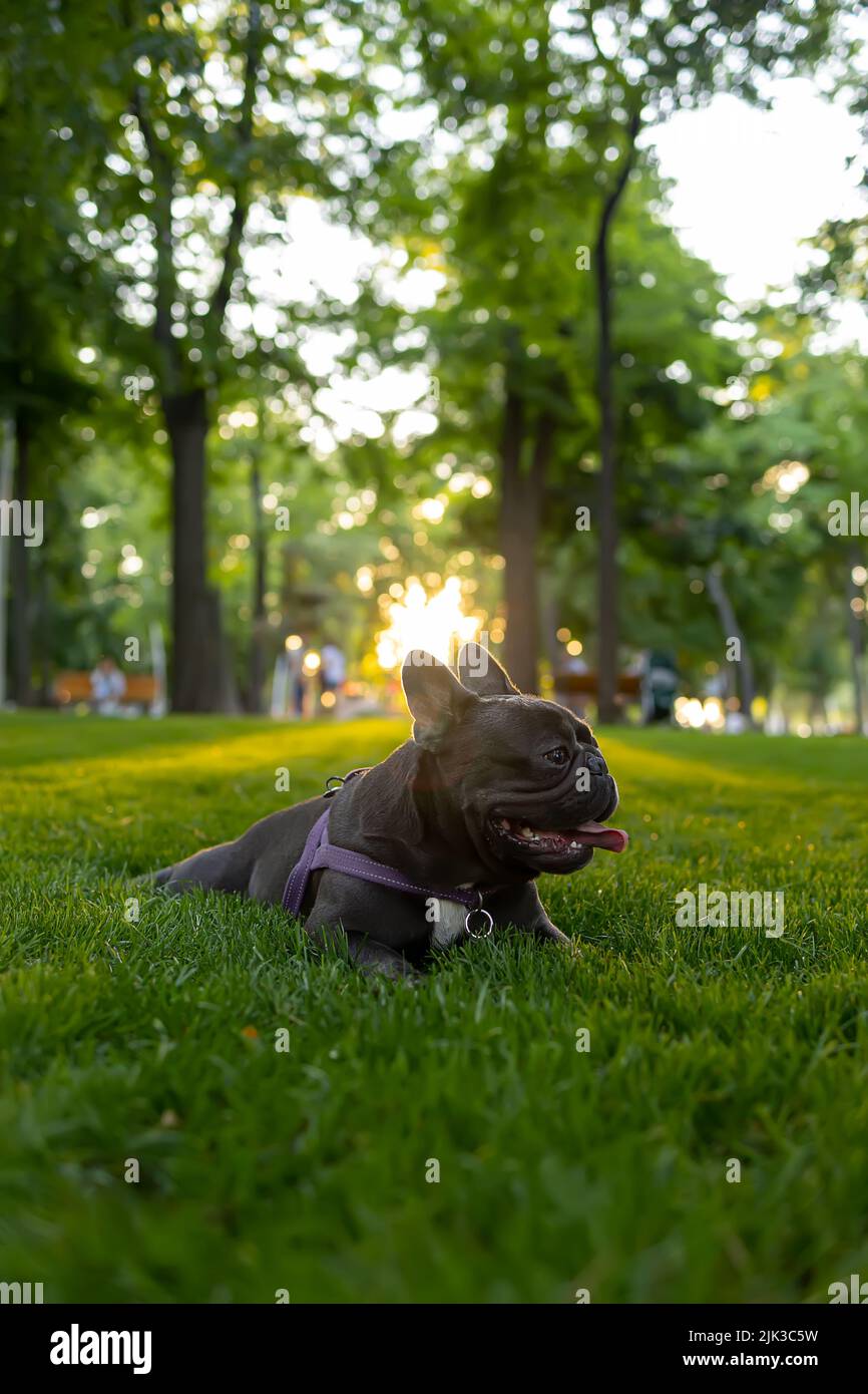 purebred french bulldog lies in the park under the rays of the sun ...