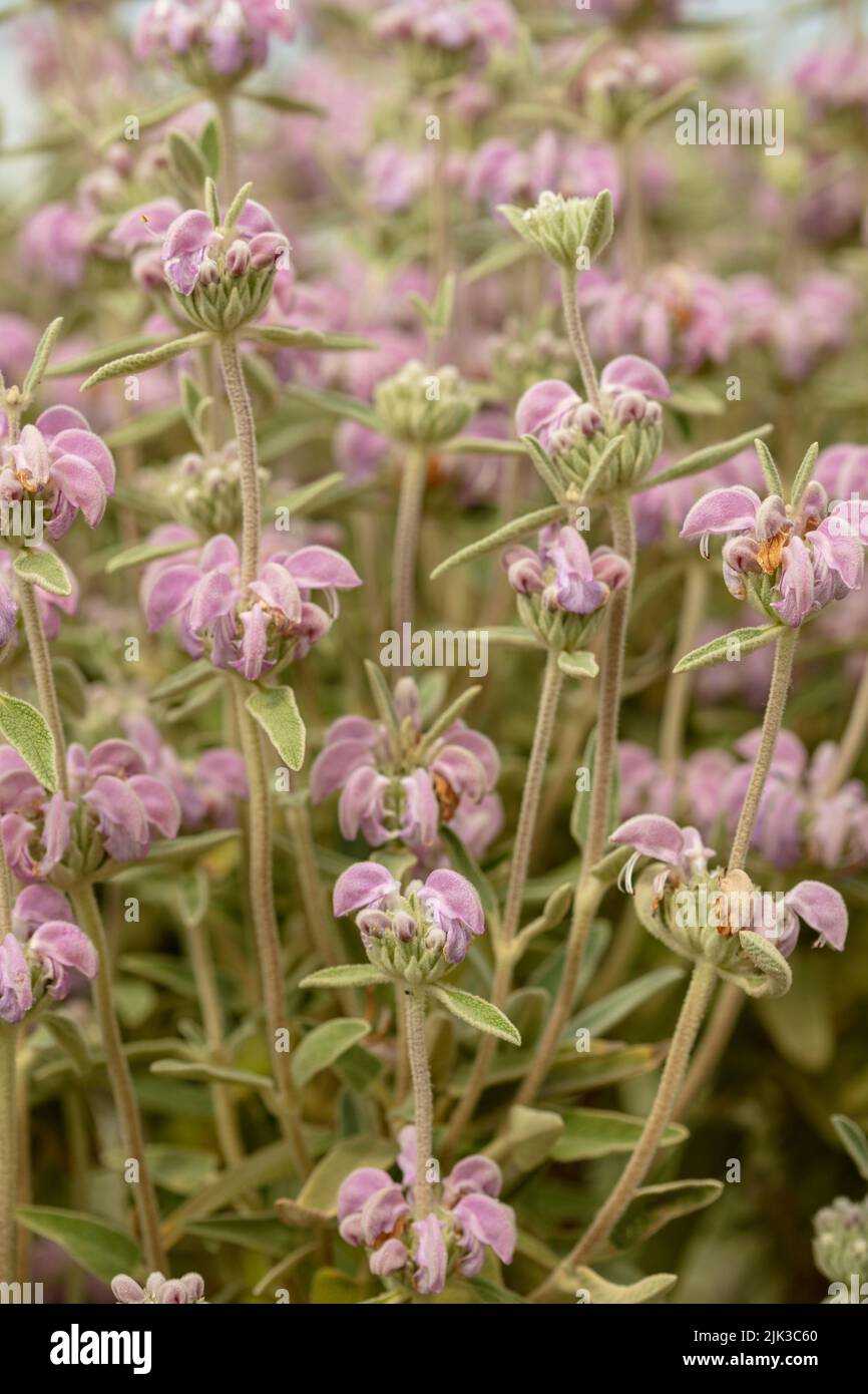 Interesting Phlomis italica, Balearic Island sage, natural close up plant portrait Stock Photo