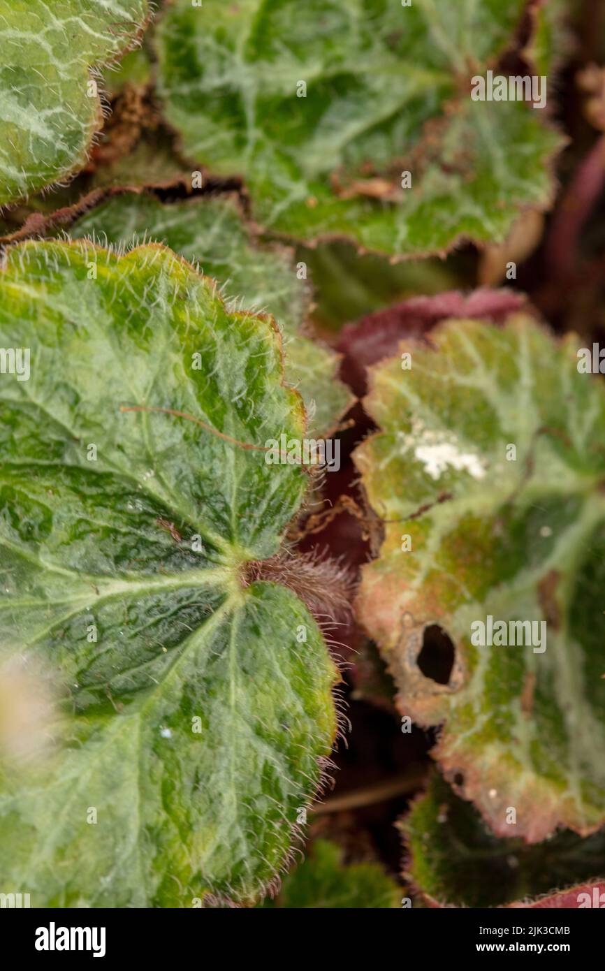 Saxifraga Stolonifera 'Kinki Purple’, close up plant portrait Stock Photo