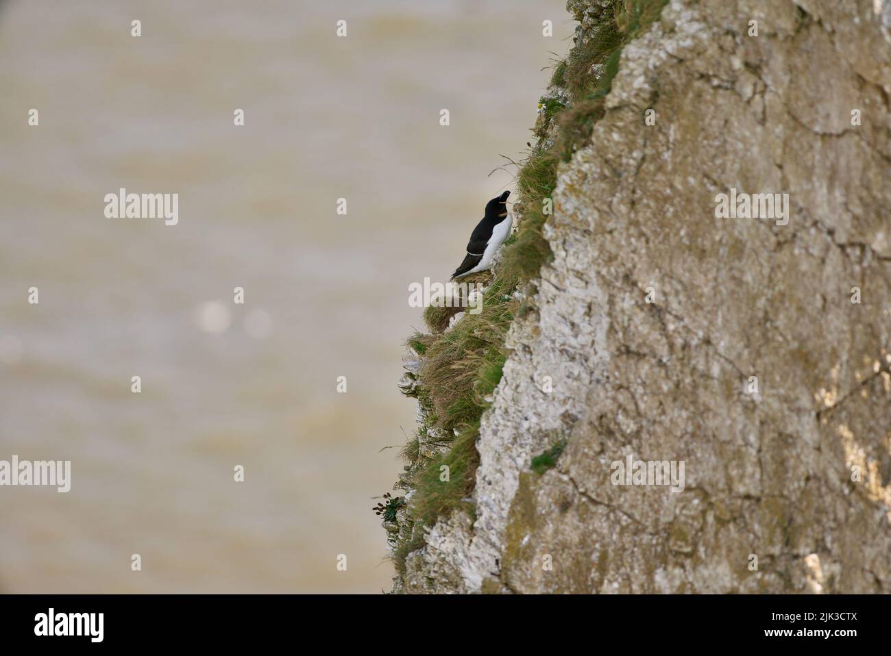 A pair of Razorbill birds sat on a cliff edge along the UK coast (RSPB Bempton Cliffs). The Razor-Billed Auk (Alca torda) is a seabird AKA Lesser Auk. Stock Photo