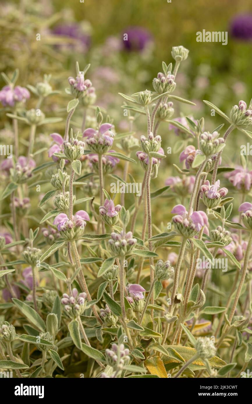 Interesting Phlomis italica, Balearic Island sage, natural close up plant portrait Stock Photo