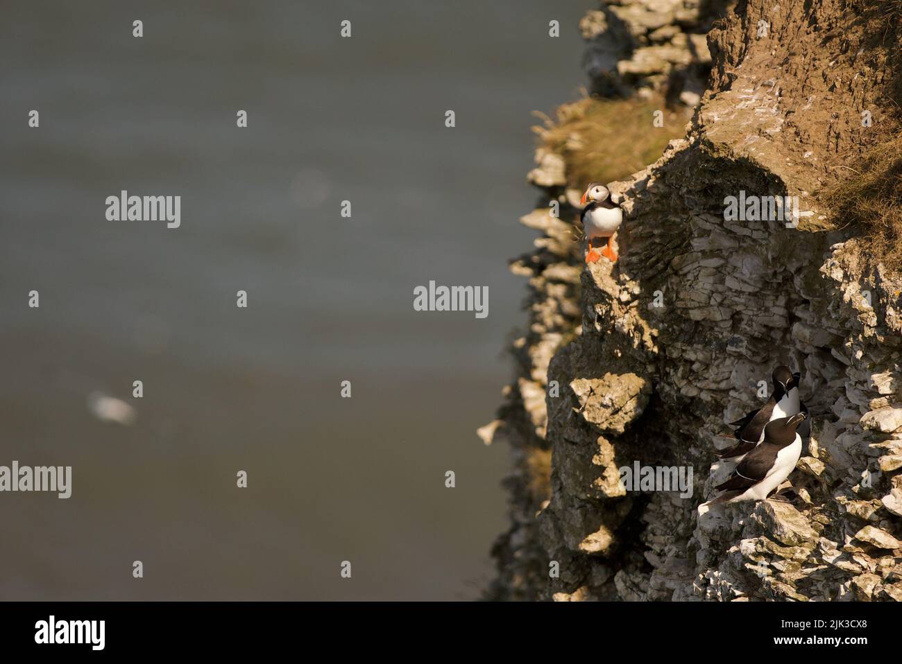 An Atlantic Puffin sat on a cliff at RSPB Bempton Cliffs, Yorkshire, UK. Stock Photo