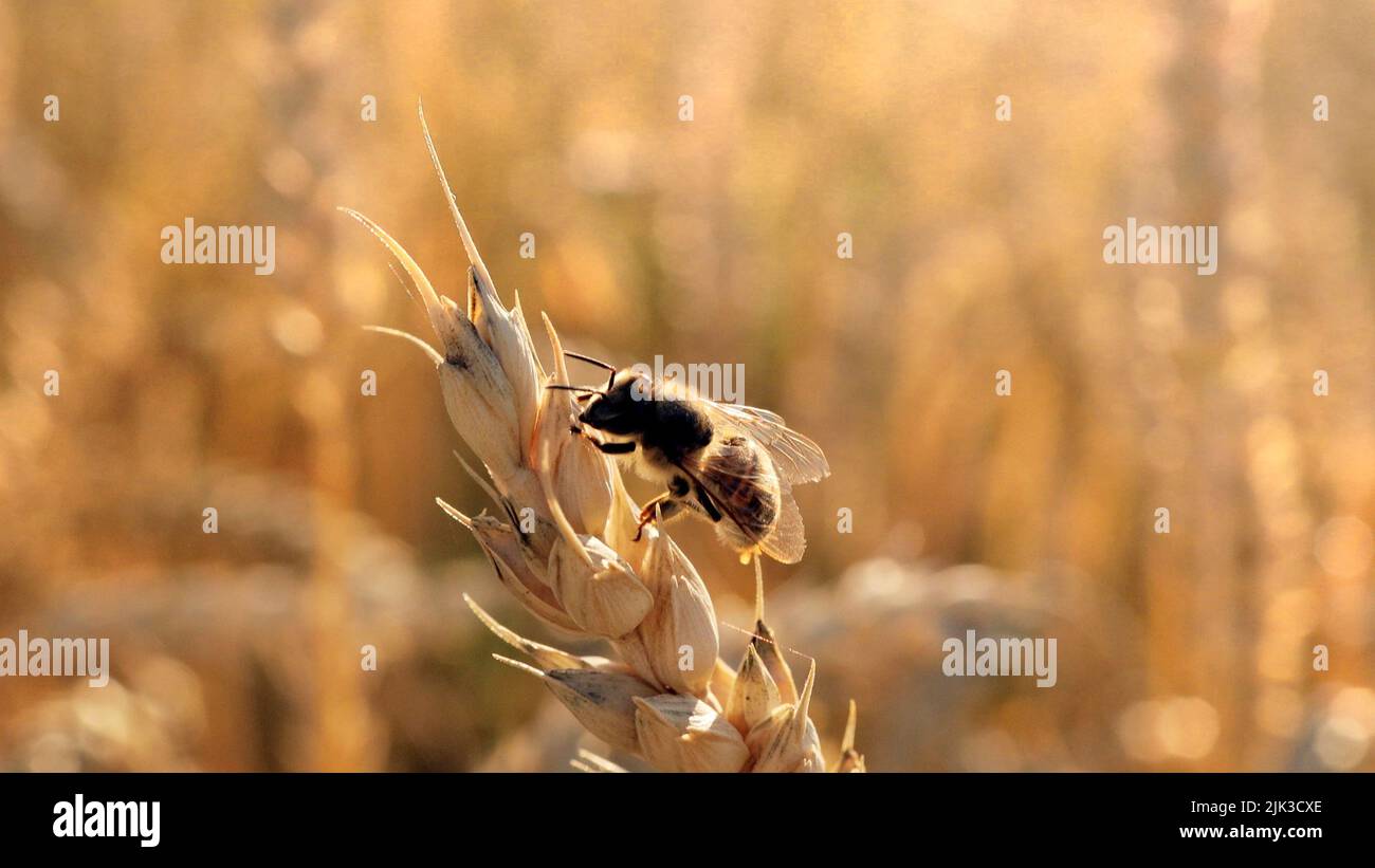 A honey bee sits on a ripe ear of wheat. Pollination. A field of ears of corn Stock Photo Alamy
