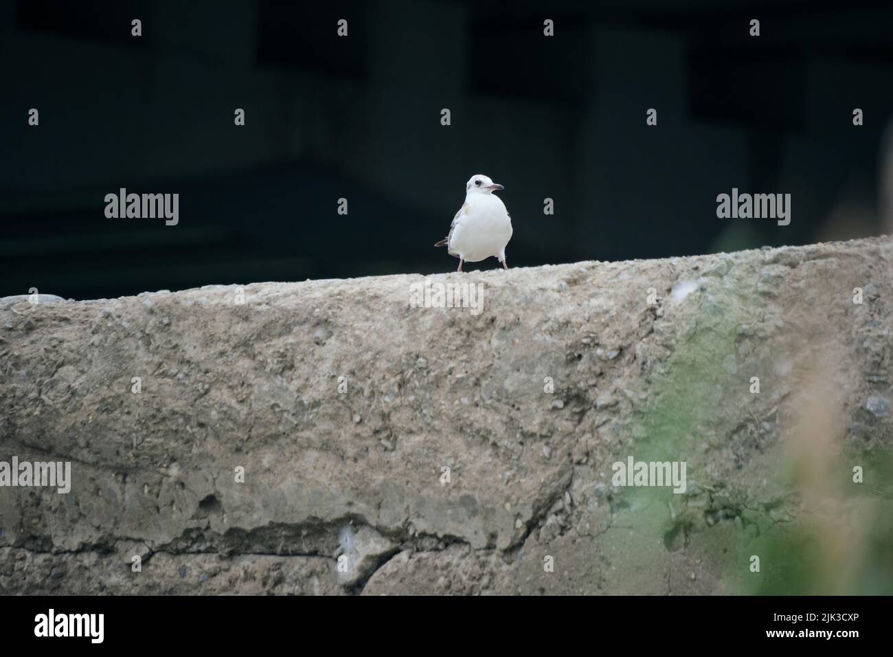 Seagull chick is sitting rock on dark background Stock Photo