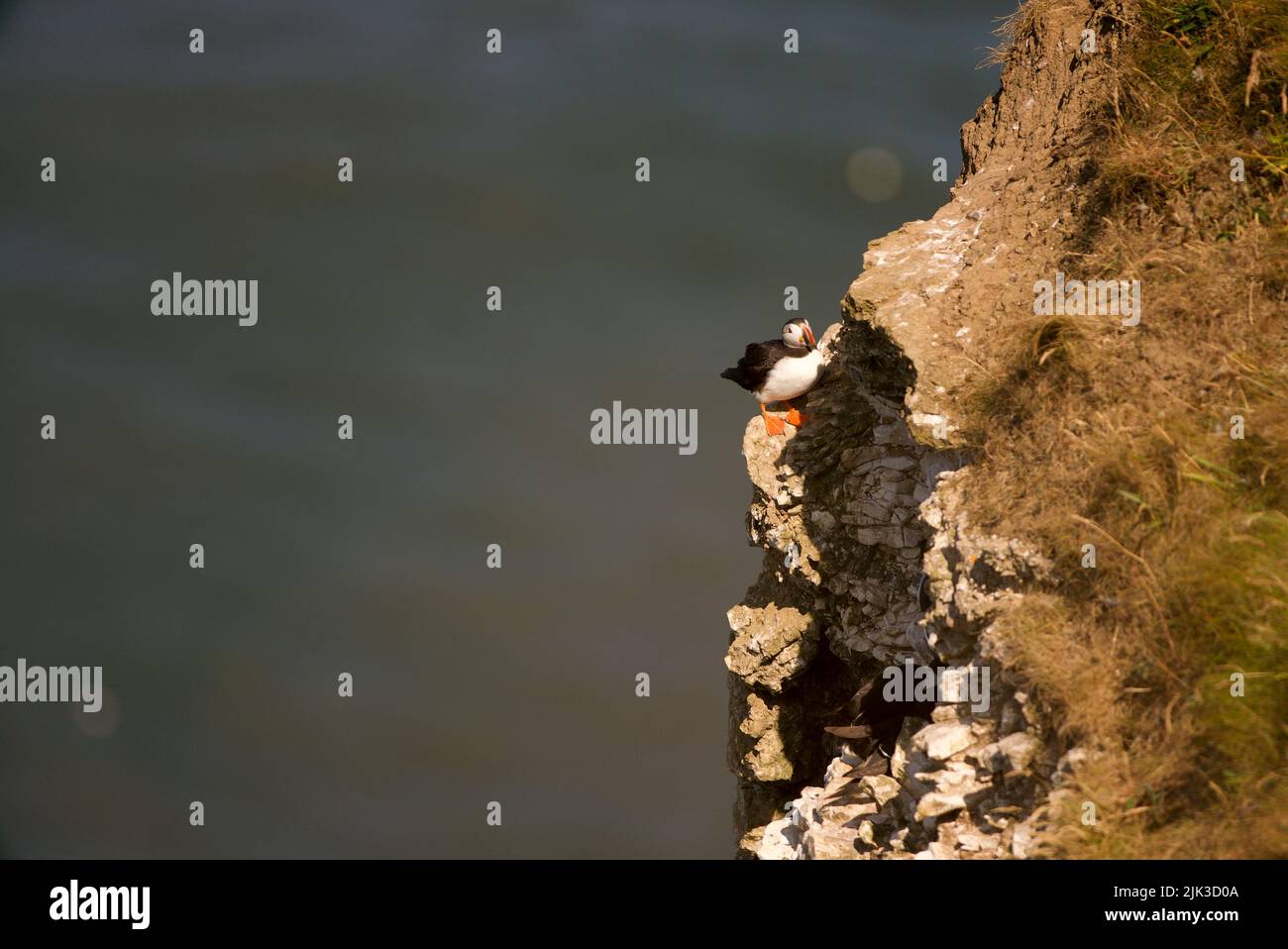 An Atlantic Puffin sat on a cliff at RSPB Bempton Cliffs, Yorkshire, UK. Stock Photo