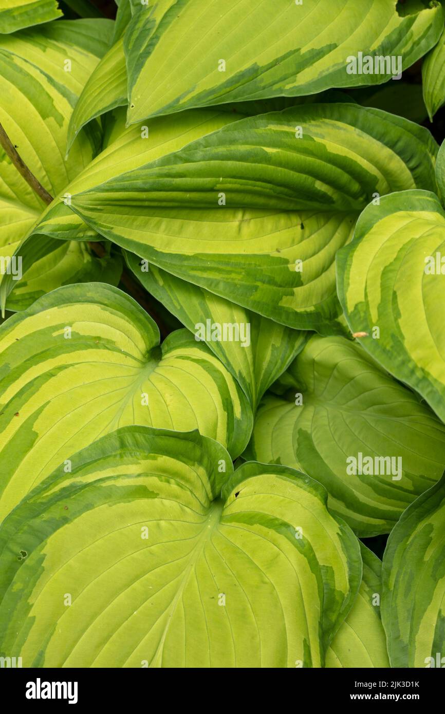 Natural patterns in nature with Hosta fortunei var. albopicta, white-painted plantain lily, H. fortunei var. albopicta, leaves close-up Stock Photo