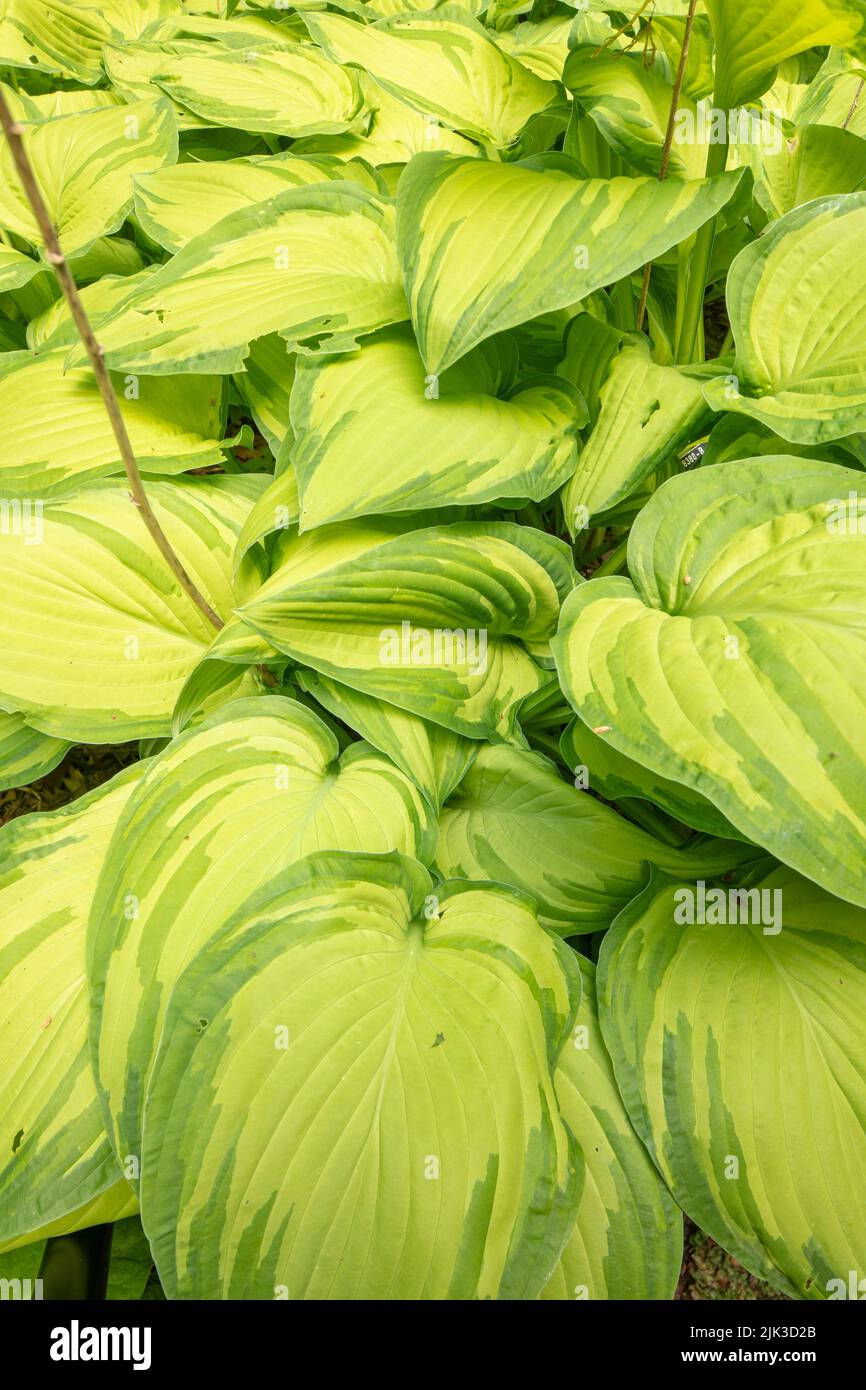 Natural patterns in nature with Hosta fortunei var. albopicta, white-painted plantain lily, H. fortunei var. albopicta, leaves close-up Stock Photo
