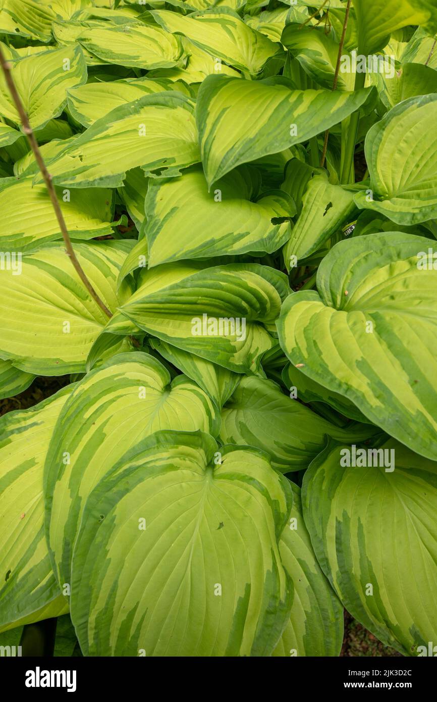 Natural semi-abstract close-up of Hosta fortunei var. albopicta, white-painted plantain lily, leaves, Patterns in nature Stock Photo