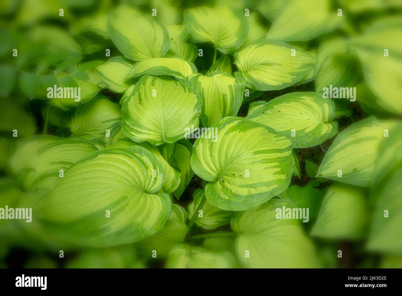 Natural semi-abstract close-up of Hosta fortunei var. albopicta, white-painted plantain lily, leaves, Patterns in nature Stock Photo