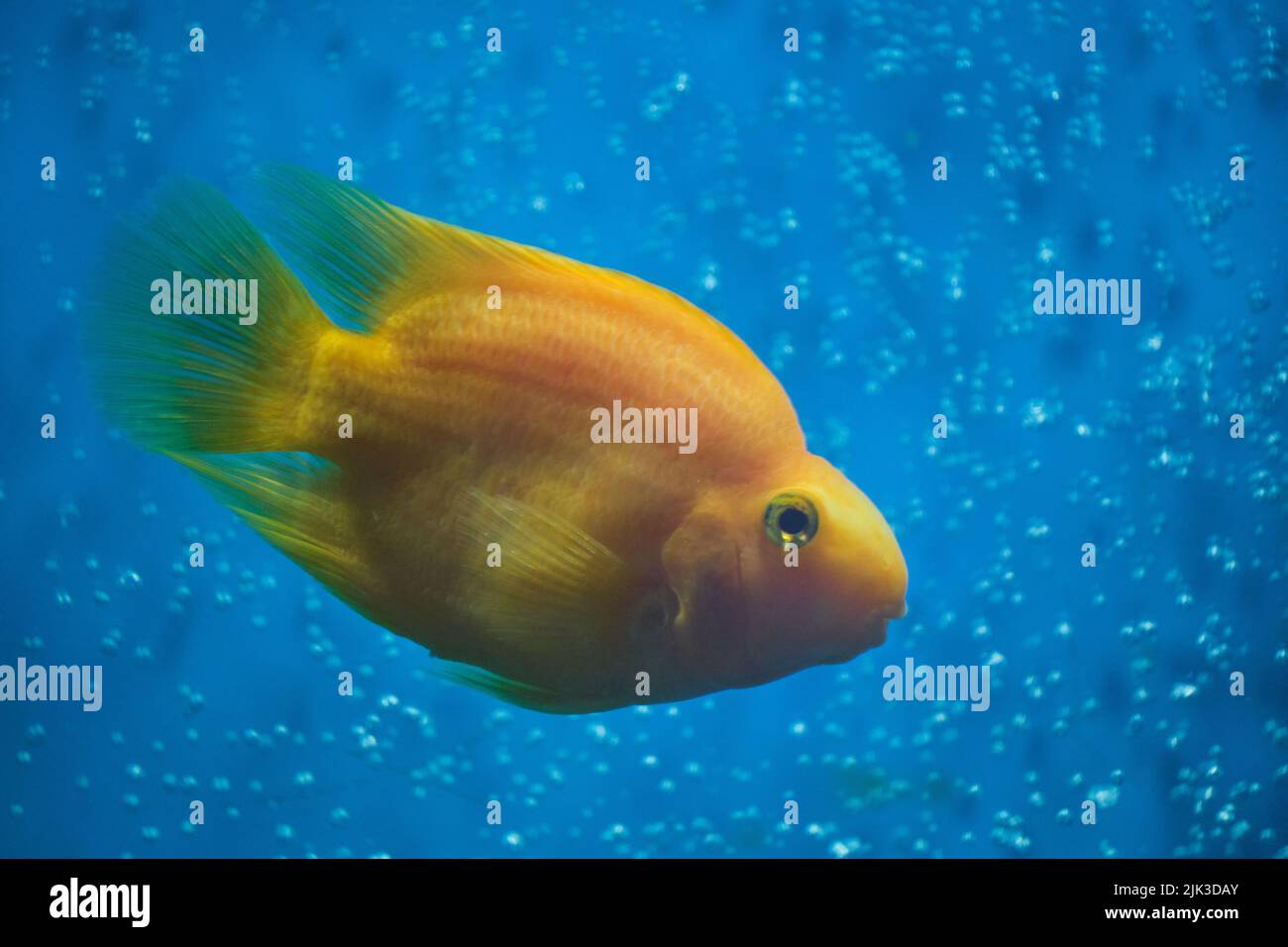 Red parrot fish blue background Stock Photo