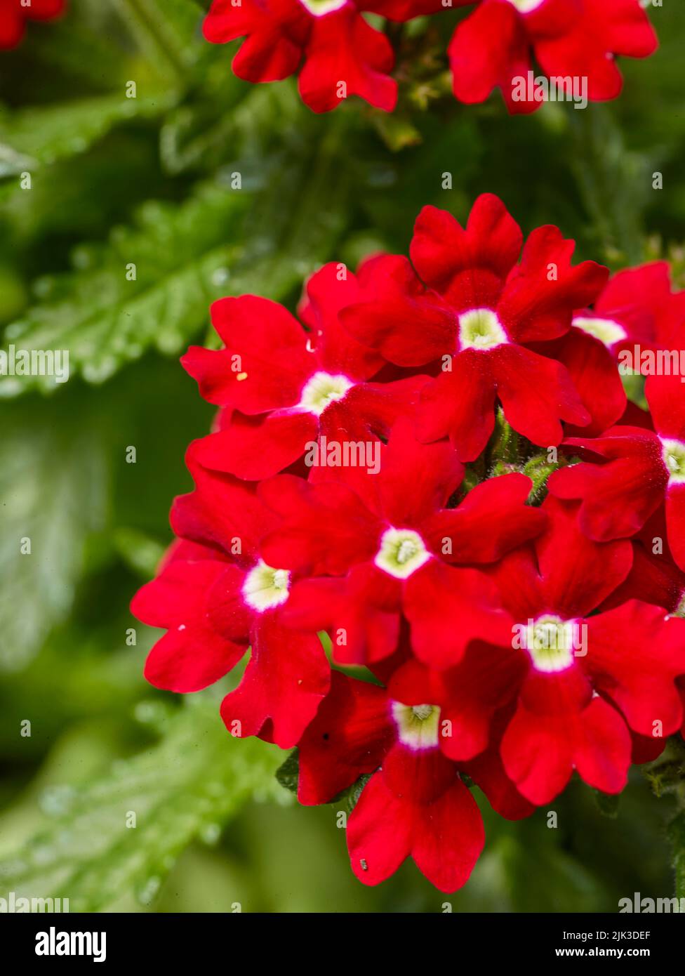 Delightful Verbena showboat red with eye, vervain Quartz Series, Verbena ‘Bunting'. Natural close-up plant portrait Stock Photo