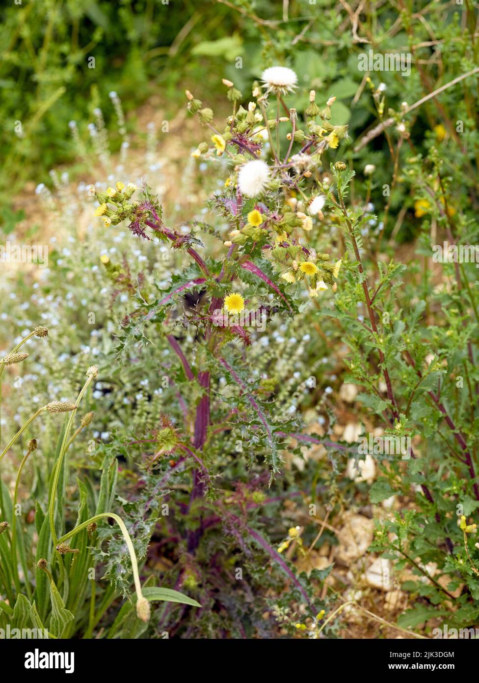 Close up plant portrait of Sonchus asper, prickly sowthistle, rough