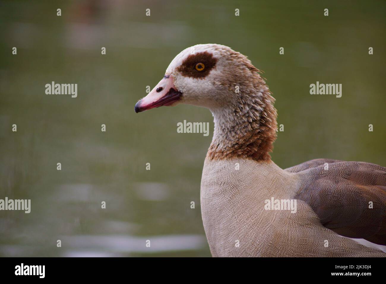 The Egyptian goose, a member of the duck, goose, and swan family Anatidae (Alopochen aegyptiaca), seen here at the Attenborough Nature Centre, UK. Stock Photo