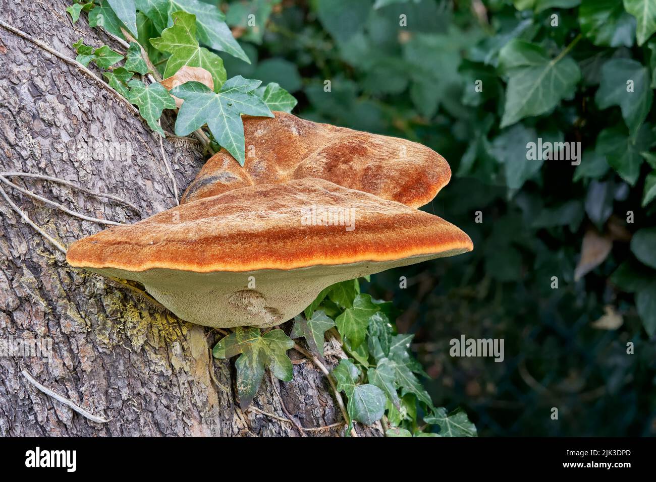 Inonotus hispidus, shaggy bracket, a fungus growing on apple tree bark Stock Photo