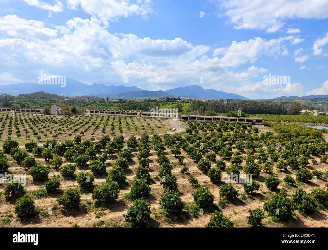 Orange trees in Malaga province in the springtime Stock Photo