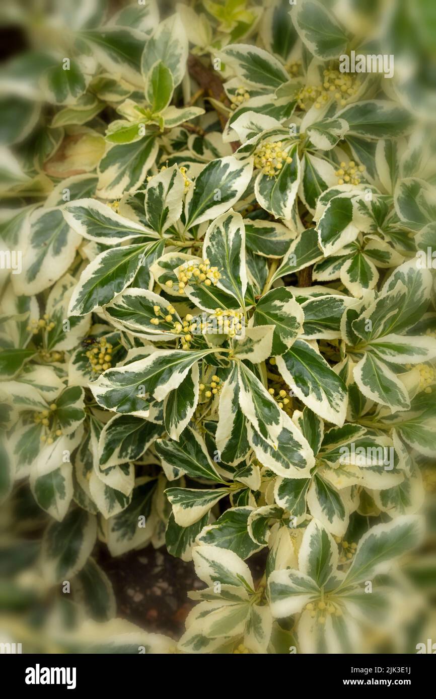 Natural structures and patterns featuring Euonymus Fortunei 'Silver Queen’ in close up Stock Photo