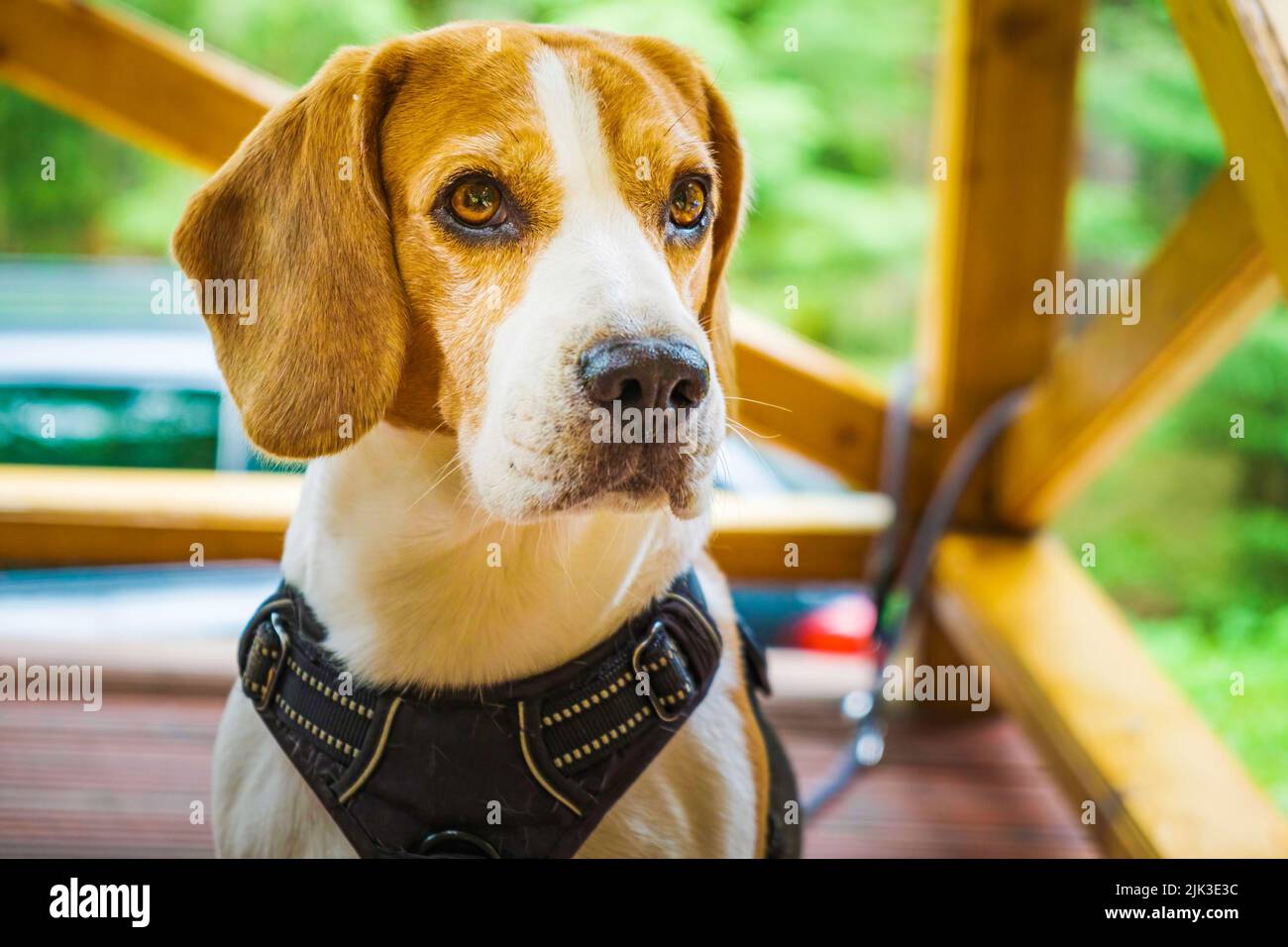 Beagle harness cheap