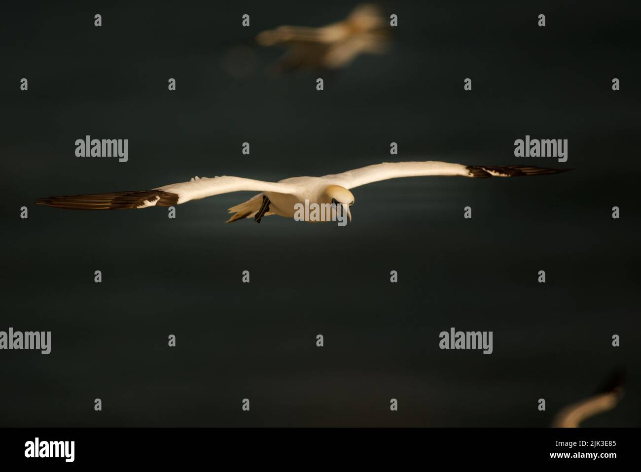 Northern Gannet in flight (Morus bassanus), Gannet flying over water. Stock Photo